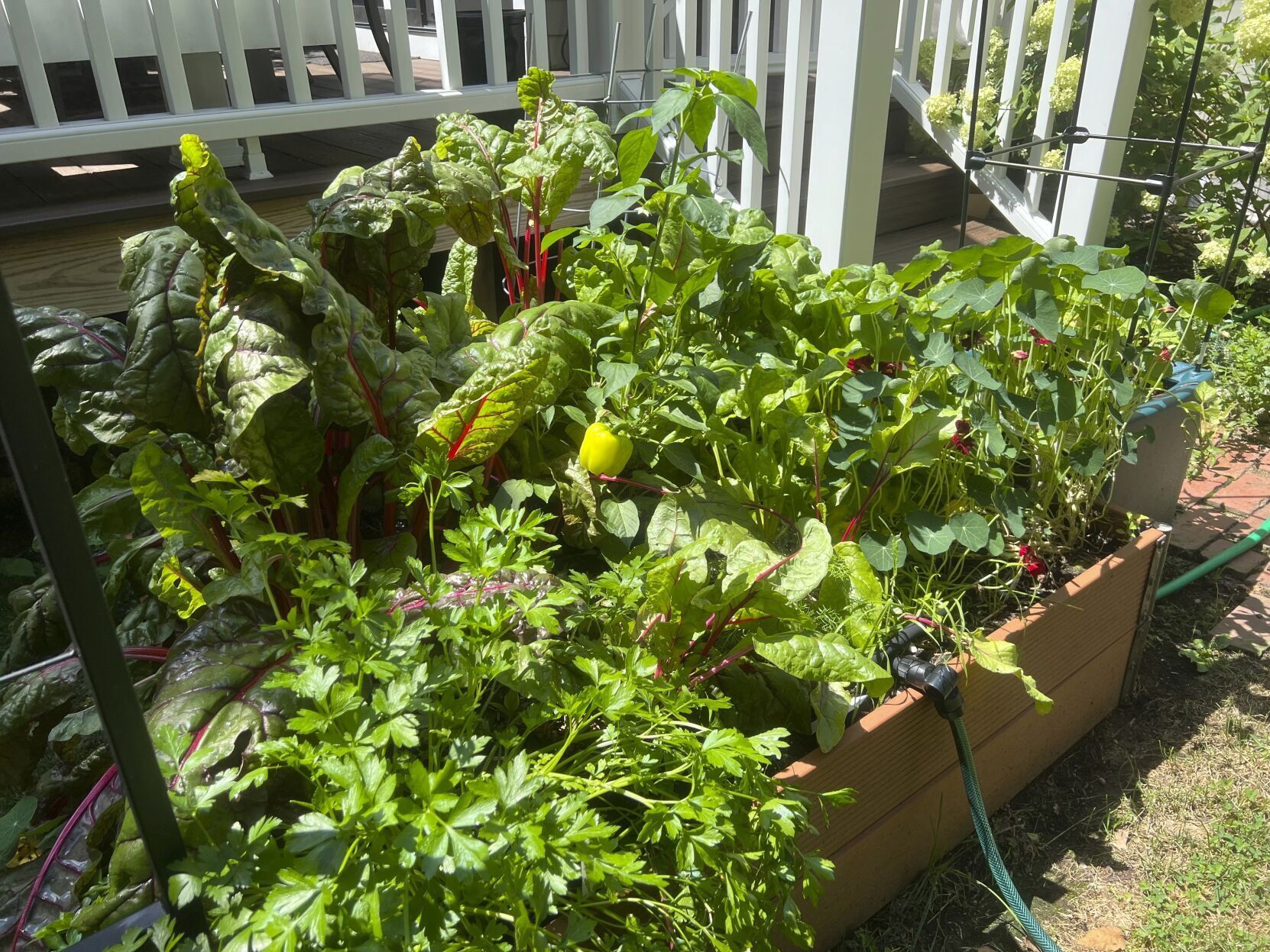 Gardening with Dogs